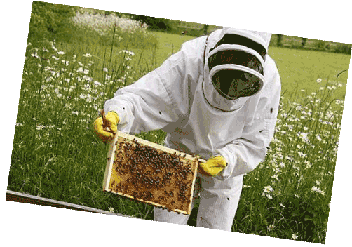 beekeeper 1372